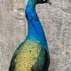 VO 301-A, Ornate large black-winged peacock