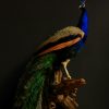 Stylish stuffed peacock.