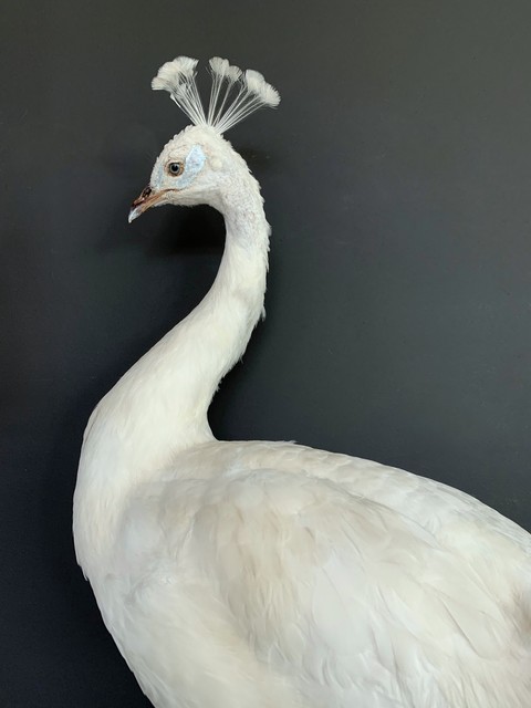 VO 320-B, Ornate stuffed white peacock