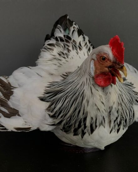 vo-375-a-taxidermy-chicken-2944989-en-max