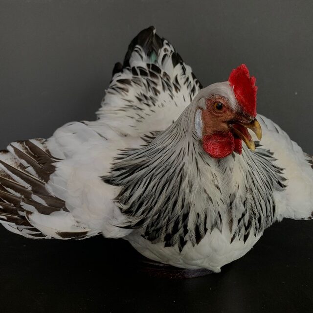 vo-375-a-taxidermy-chicken-2944989-en-max