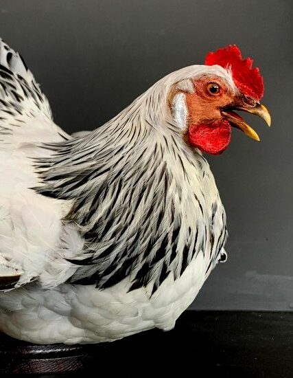 vo-375-a-taxidermy-chicken-2944990-en-max-1