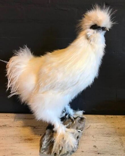 vo-400-a-crested-rooster-955263-en-max