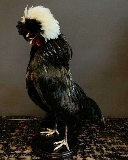 vo-400-a-stuffed-crested-rooster-1898845-en-max