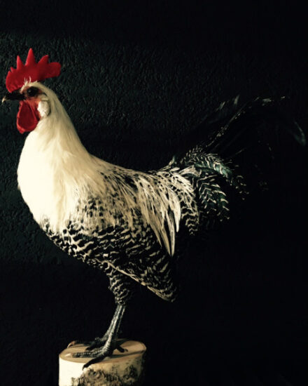 vo-410-a-recently-established-brakel-rooster-533102-en-max