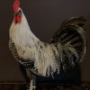 Stately stuffed white rooster