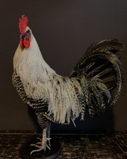 vo-410-b-stately-stuffed-brahma-rooster-1898818-en-max