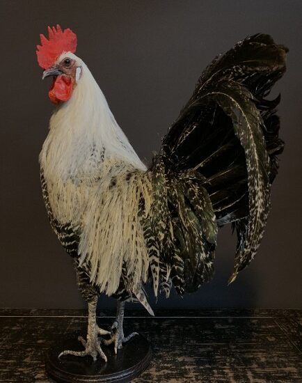 vo-410-b-stately-stuffed-brahma-rooster-1898819-en-max