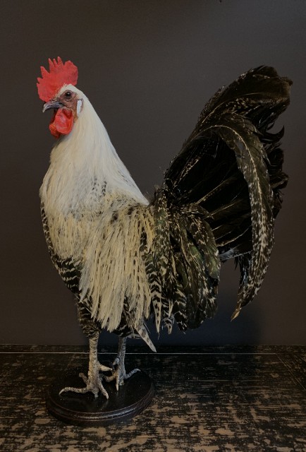 Stately stuffed Brahma rooster