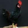 Taxidermy rooster