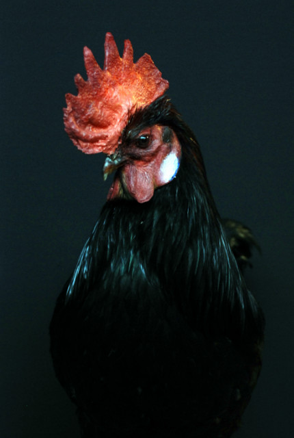 Beautiful taxidermy rooster