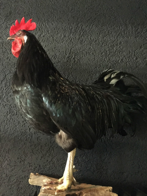 Gracefully taxidermy big black rooster