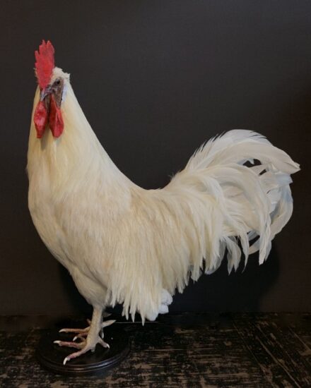 vo-410-h-stately-stuffed-white-roosters-1898835-en-max