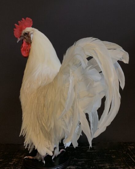 vo-410-h-stately-stuffed-white-roosters-1898836-en-max-1