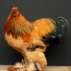 Taxidermy brown rooster