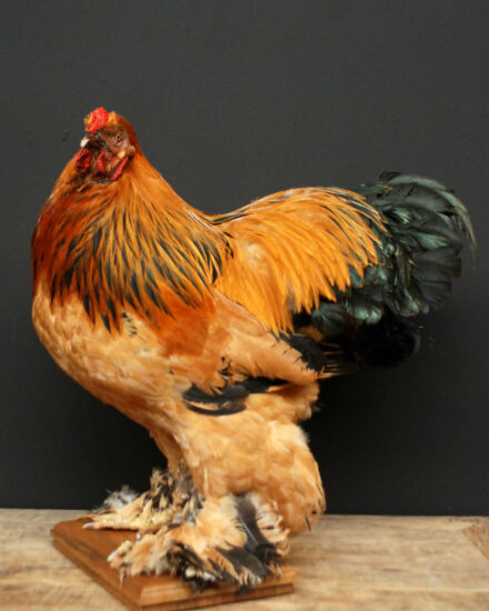 vo-410-stuffed-brown-rooster-377004-en-max