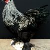 Taxidermy rooster