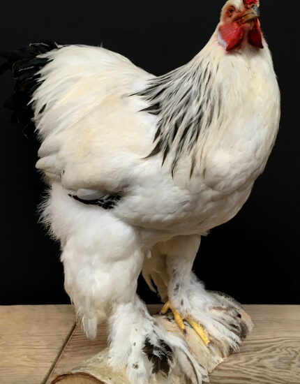 vo-410-taxidermy-big-rooster-378313-en-max