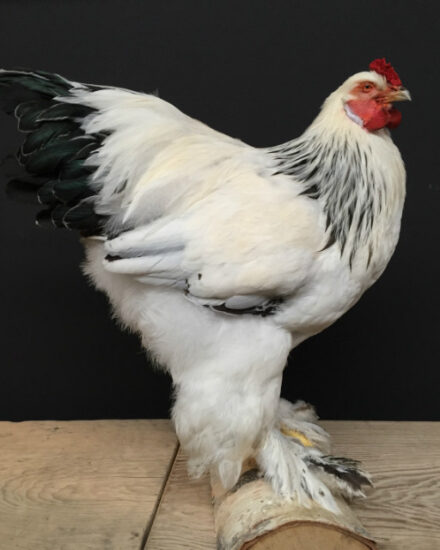 vo-410-taxidermy-big-rooster-378314-en-max