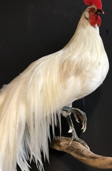 vo-420-b-taxidermy-onagadorie-rooster-998564-en-max