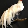 Taxidermy Onagadorie rooster