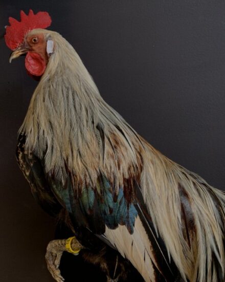 vo-420-e-beautiful-taxidermy-onagadorie-rooster-1898953-en-max