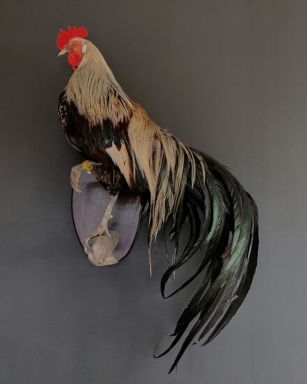 vo-420-e-beautiful-taxidermy-onagadorie-rooster-2944999-en-max