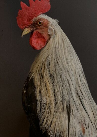 vo-420-f-beautiful-taxidermy-onagadorie-rooster-1898958-en-max