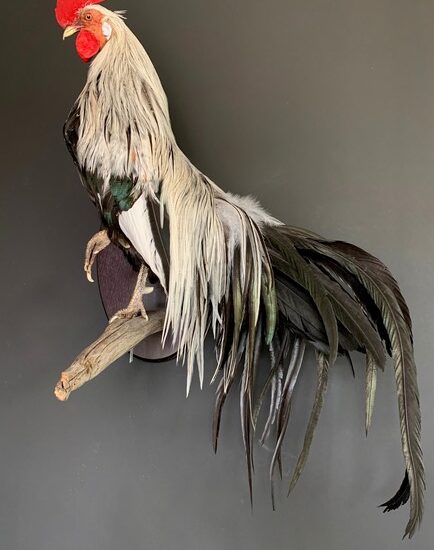 vo-420-f-beautiful-taxidermy-onagadorie-rooster-2944998-en-max