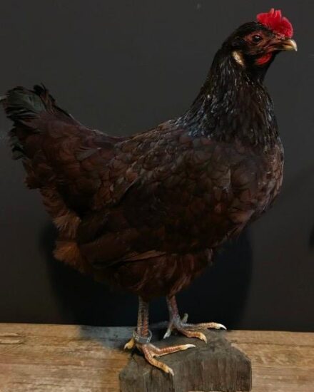 vo-430-taxidermy-island-red-chicken-1276431-en-max