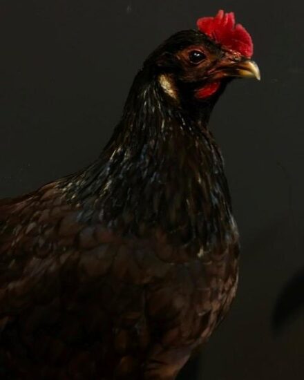 vo-430-taxidermy-island-red-chicken-1276432-en-max