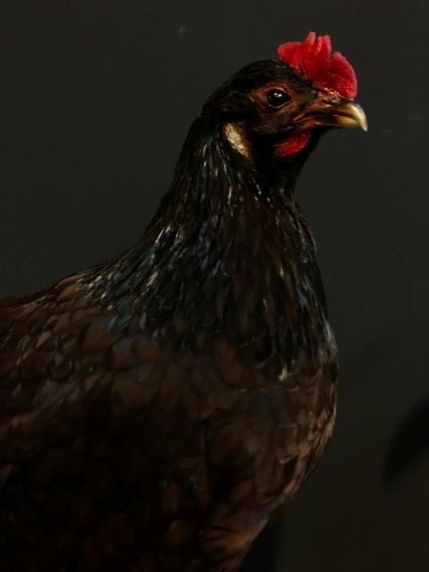 Taxidermy island red chicken