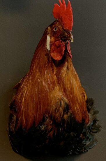 vo-434-b-taxidermy-rooster-head-1898812-en-max