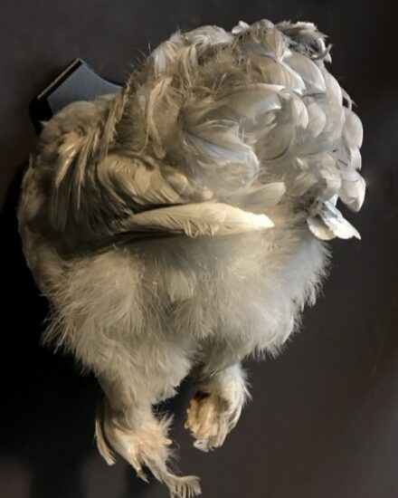 vo-435-a-taxidermy-half-chickens-1332288-en-max