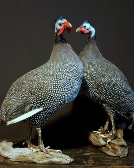 vo-441-a-guinea-fowl-1559065-en-max