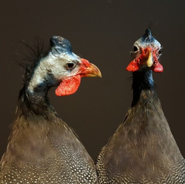 vo-441-a-guinea-fowl-1559067-en-max