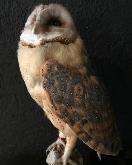 vo-511-taxidermy-barn-owl-861300-en-max-1