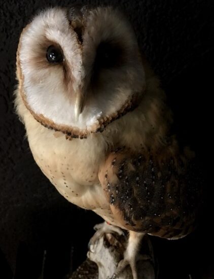 vo-511-taxidermy-barn-owl-861302-en-max