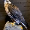 VO 550-H, Recently made taxidermy Saker Falcon
