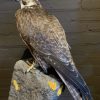 VO 550-H, Recently made taxidermy Saker Falcon