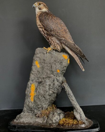 vo-550-h-recently-made-taxidermy-saker-falcon-2944997-en-max