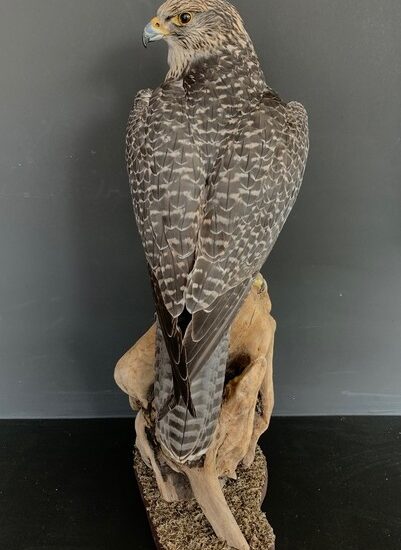 vo-550-k-recently-established-gray-gyrfalcon-2944973-en-max