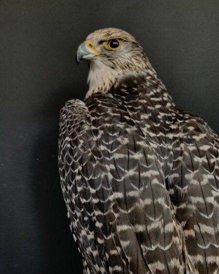 vo-550-k-recently-established-gray-gyrfalcon-2944975-en-max-1