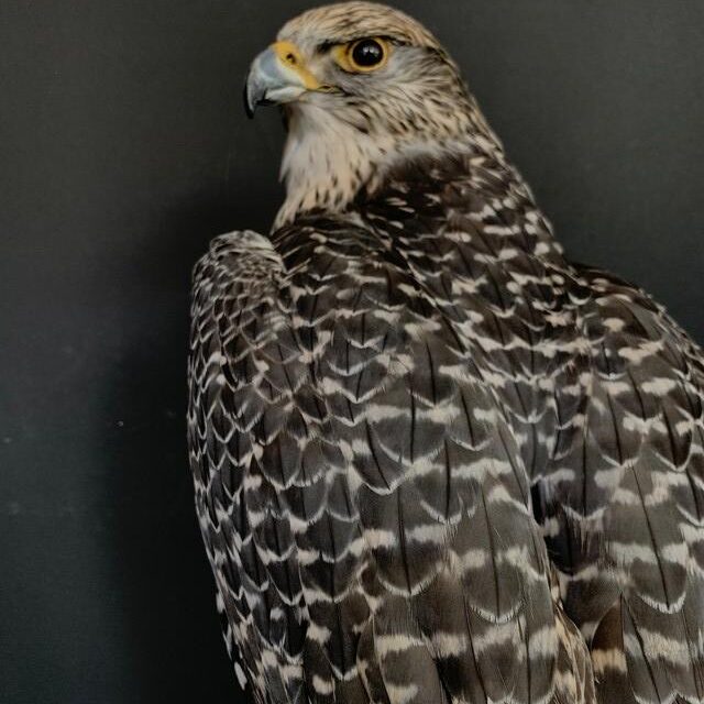 vo-550-k-recently-established-gray-gyrfalcon-2944975-en-max-1