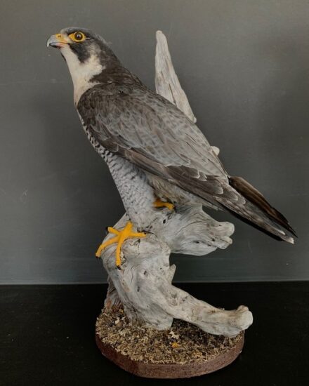 vo-550-m-new-taxidermy-peregrine-falcon-2944976-en-max