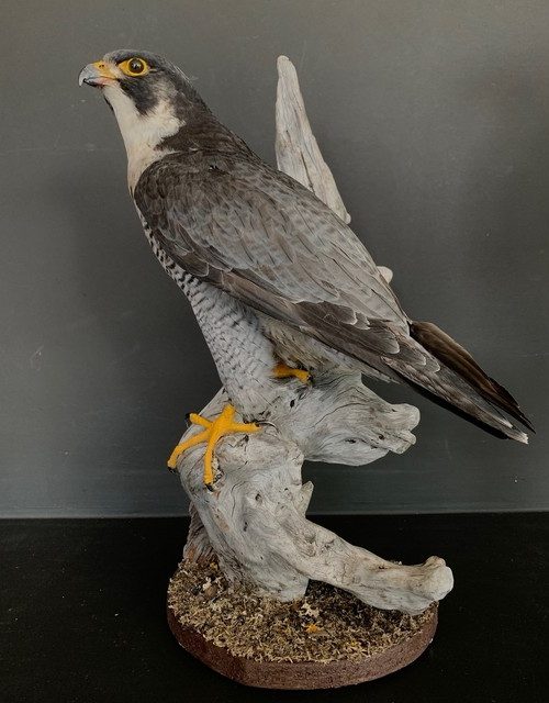 VO 550-M, New taxidermy peregrine falcon.
