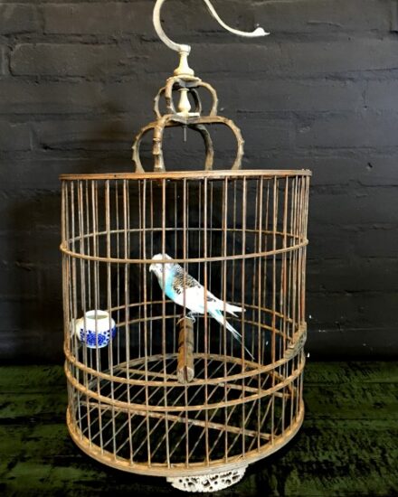 vo-570-a-parakeet-in-wooden-cage-1081087-en-max