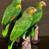 VO 575, Beautiful amazon parrots.