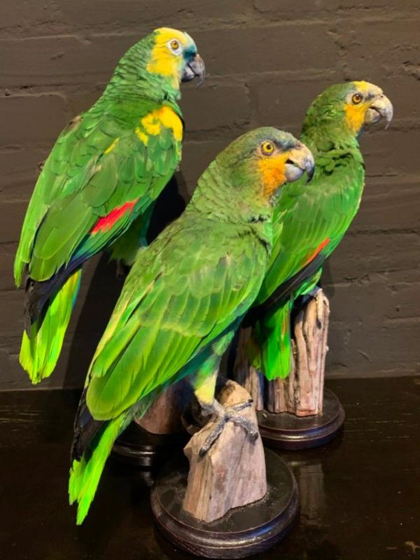 VO 575, Beautiful amazon parrots.