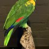 VO 575, Prachtige amazone papagaai.